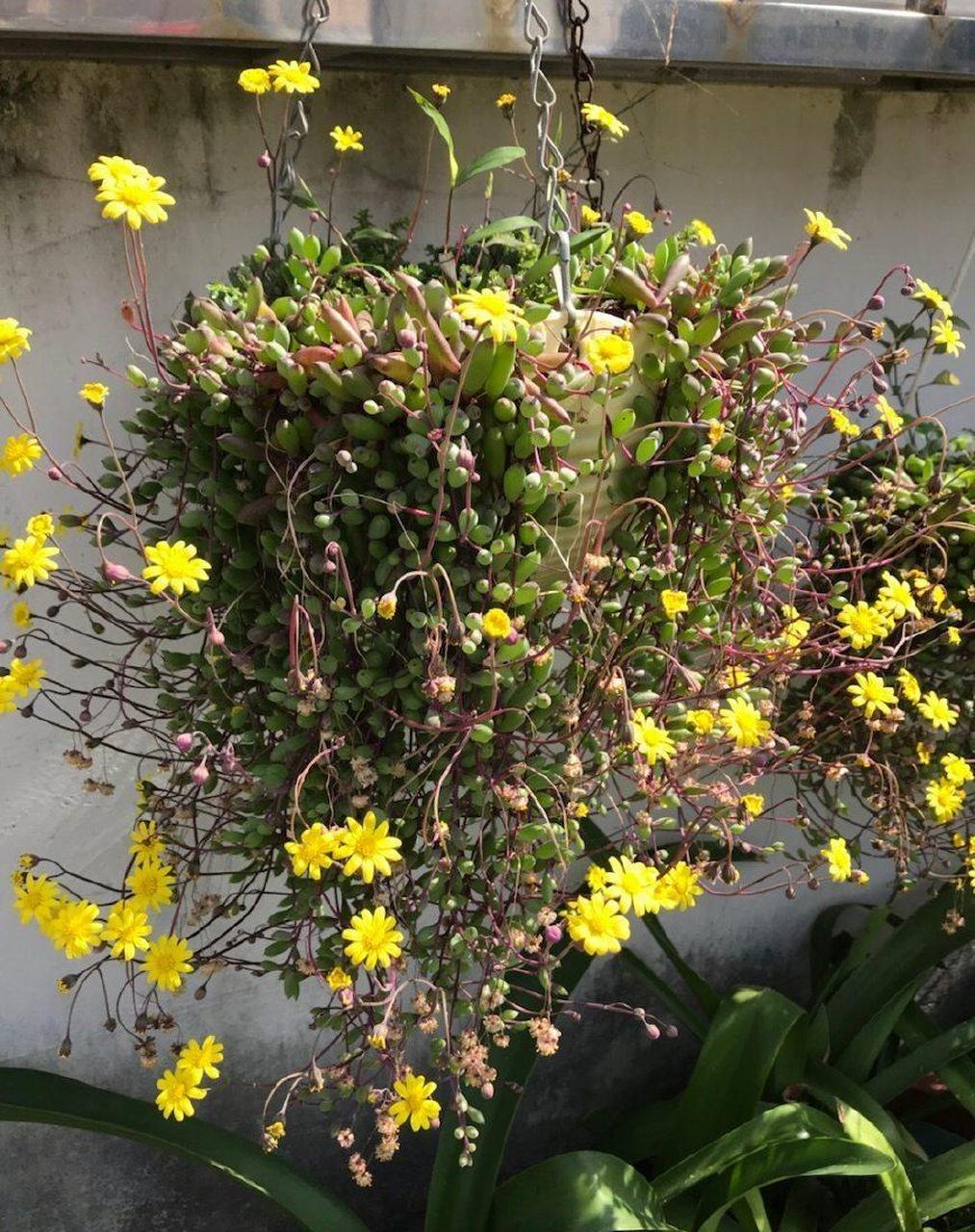 紫玄月最有欣赏价值的不是它黄色的小花朵,还是它它的叶片.