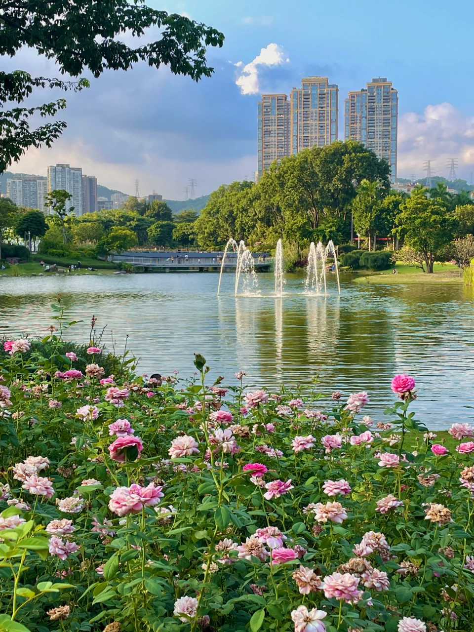深圳香蜜公园  花海 喷泉真的不要太浪漫  香蜜公园7415最近的