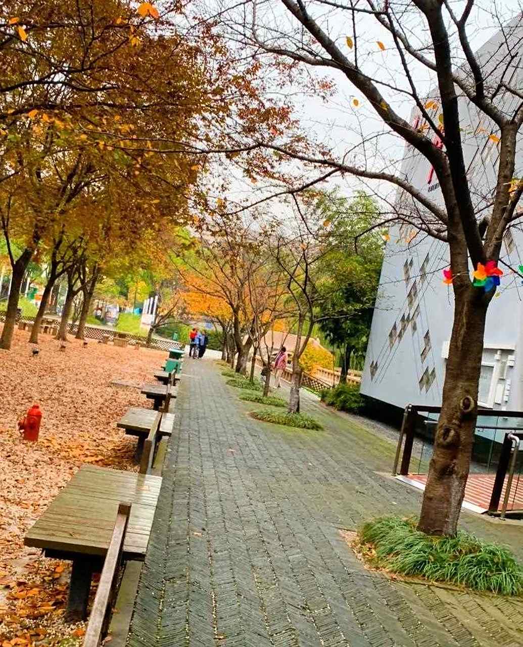 [抠鼻] 晨练行走中的风景,北菁园随手拍(一) 深秋初冬时节,树叶的最美