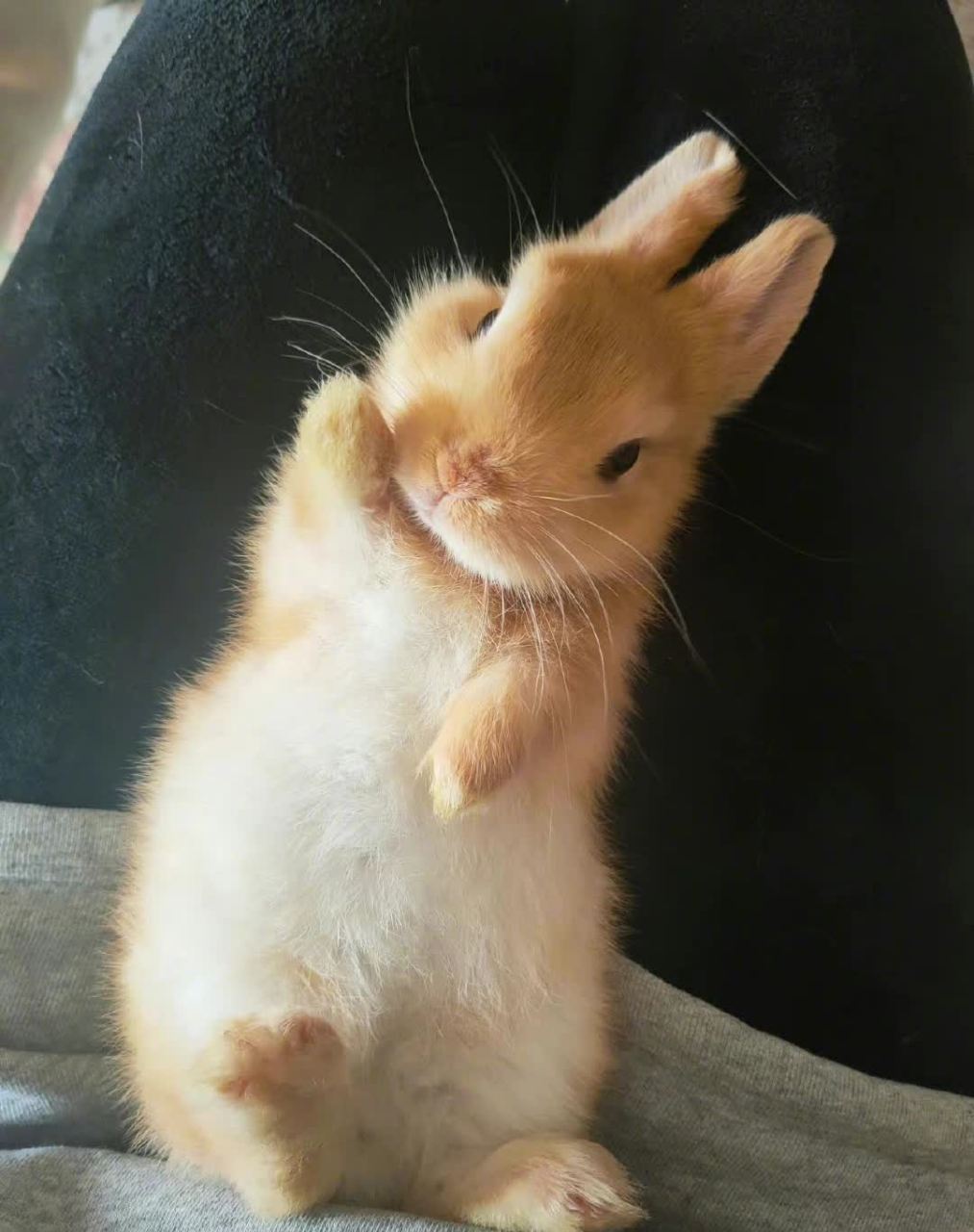 啊,这小短手,这小歪头表情,可爱极了.[大笑][大笑]#搞笑