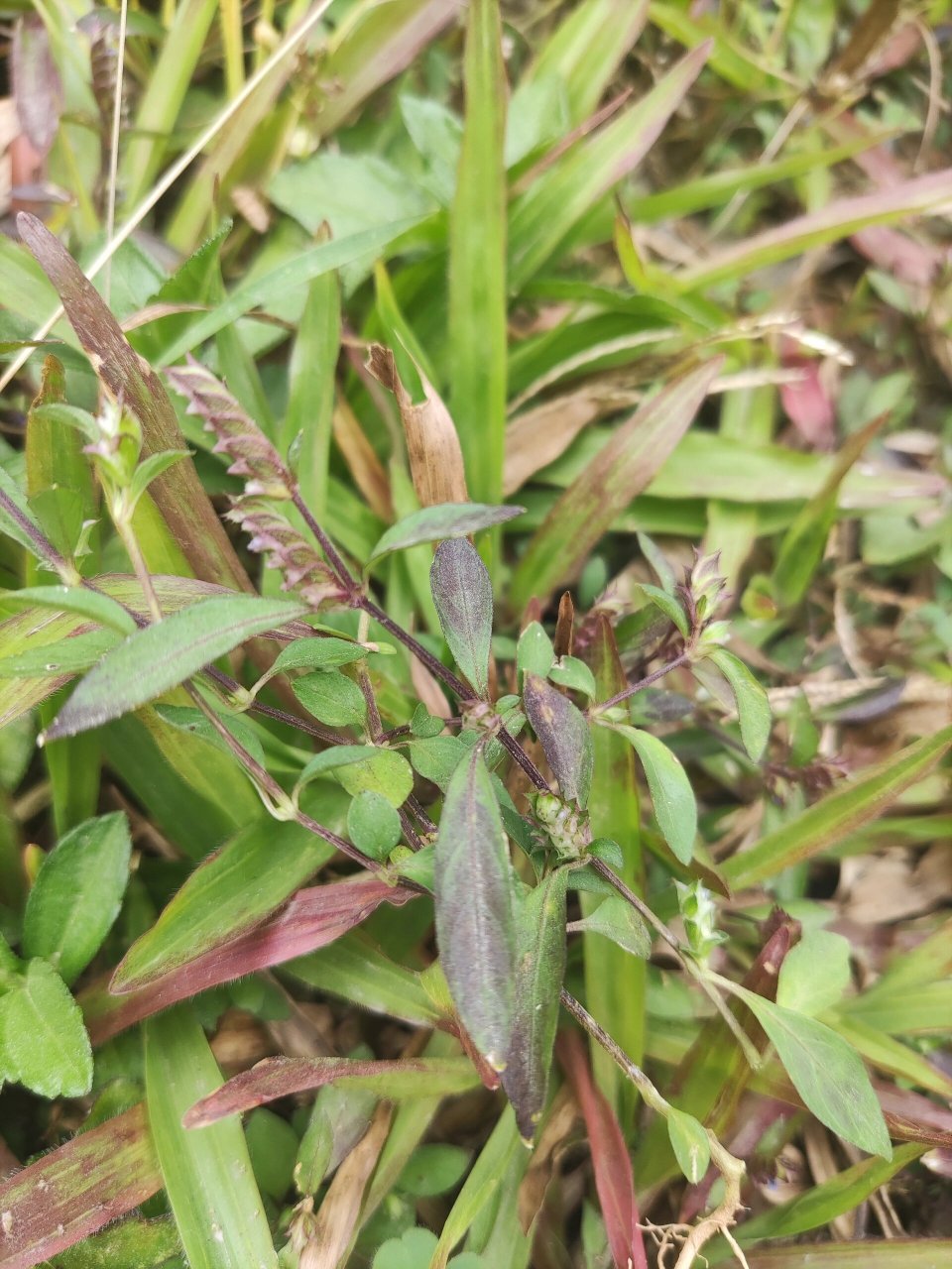 这个是什么草?我记得小时候去拔来晒干卖的,现在很少见有这种草了