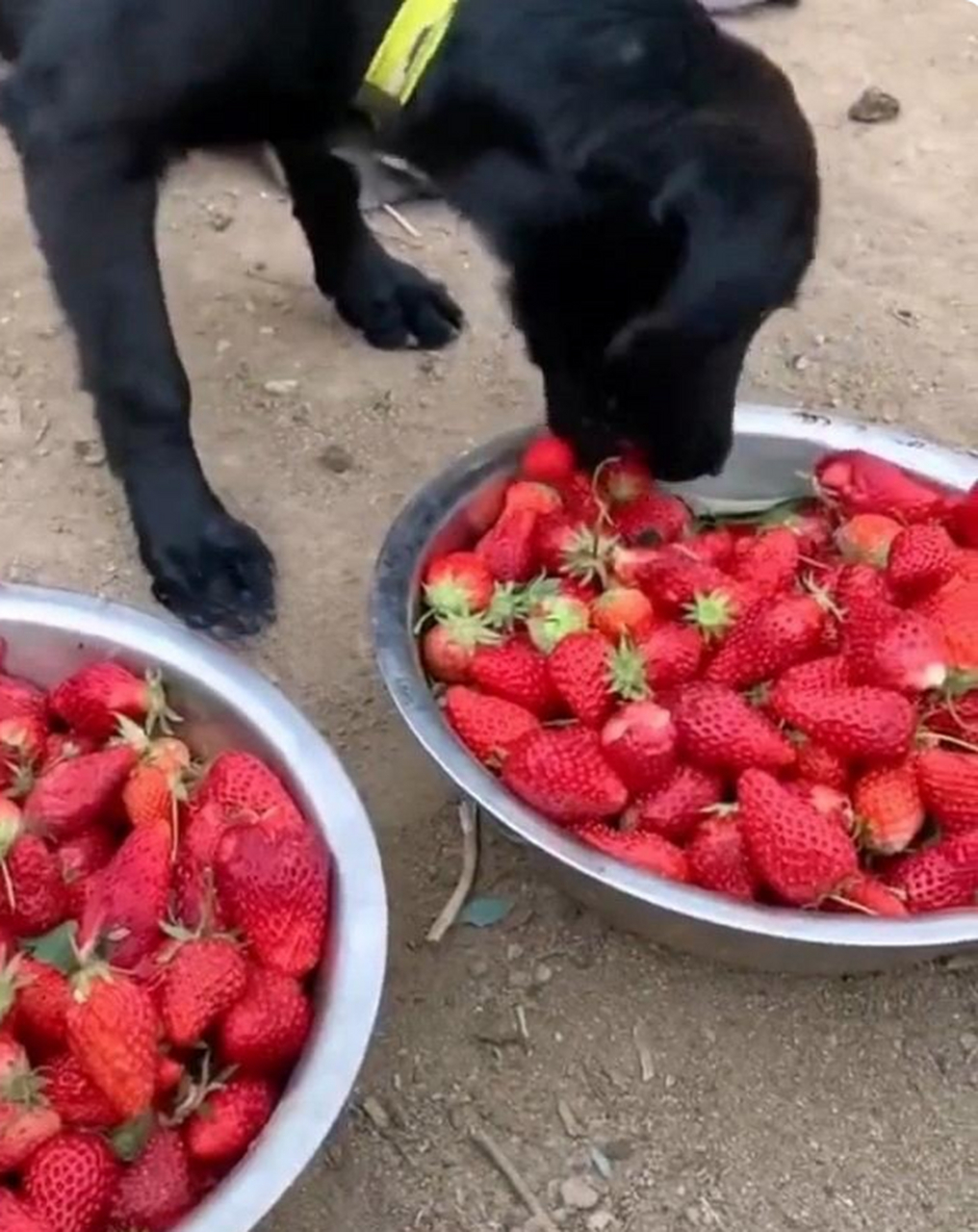 草莓狗图片