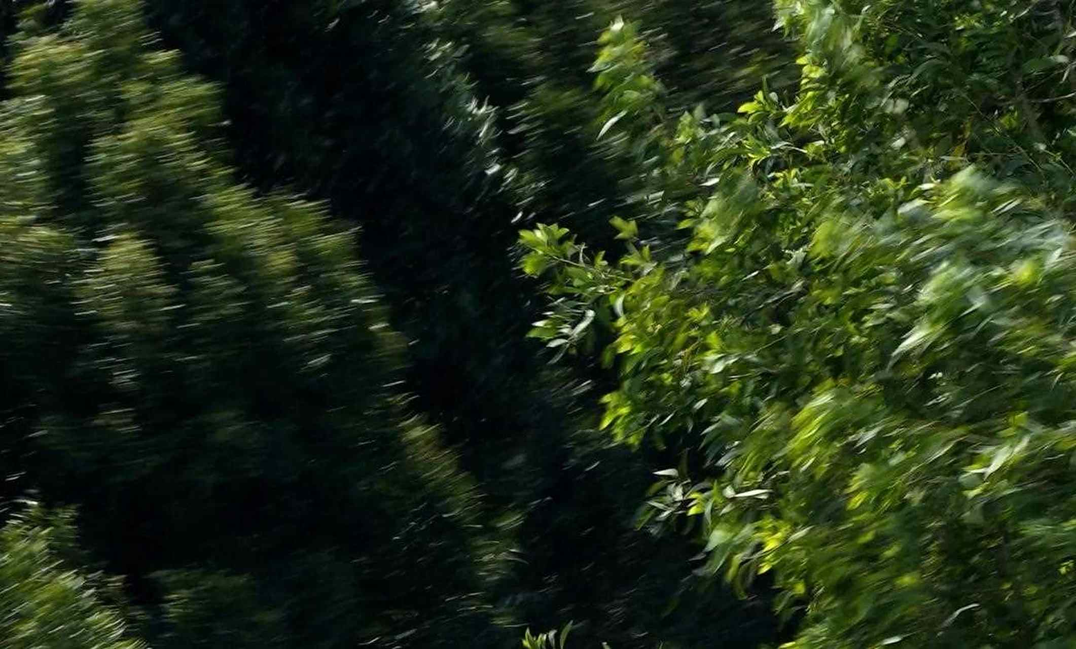 [ok啊] 日日在楼上看青皮林,很少看到它们的摇摆,即使刮4,5级的大风.