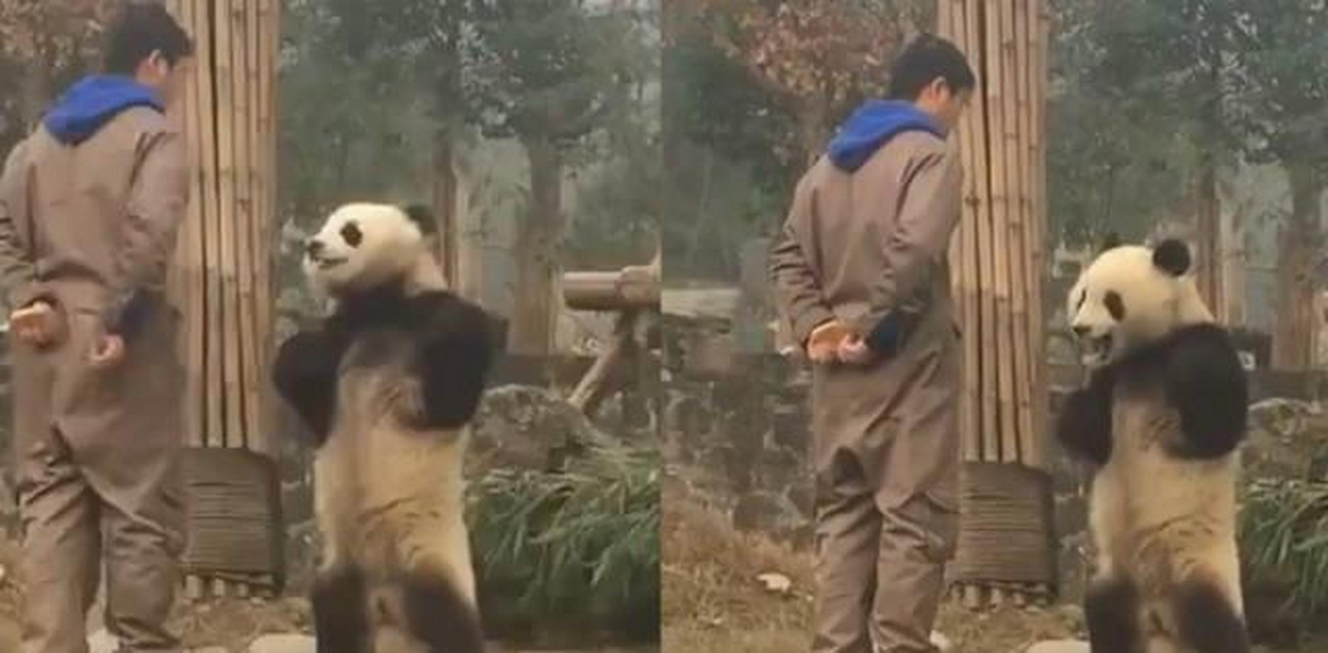 大熊猫双手叉腰与饲养员理论】3月16日,四川,大熊猫青青双手叉腰与