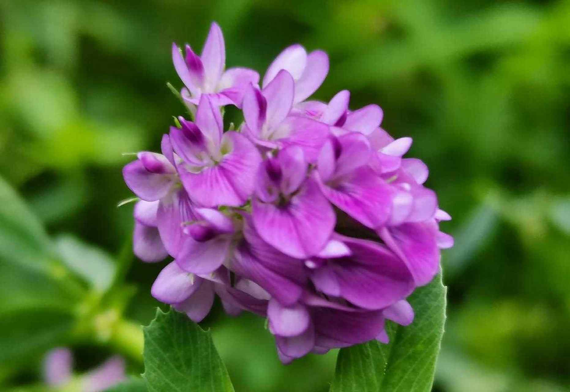 这种紫色的漂亮的小鲜花叫 紫苜蓿花,我觉得花型更像豆角花.