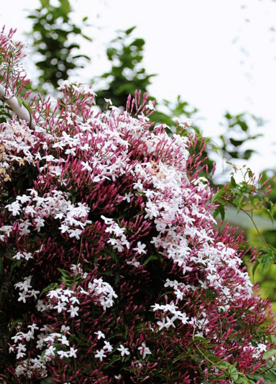 耐阴,爬藤还开花,多花素馨轻松种出花瀑布!
