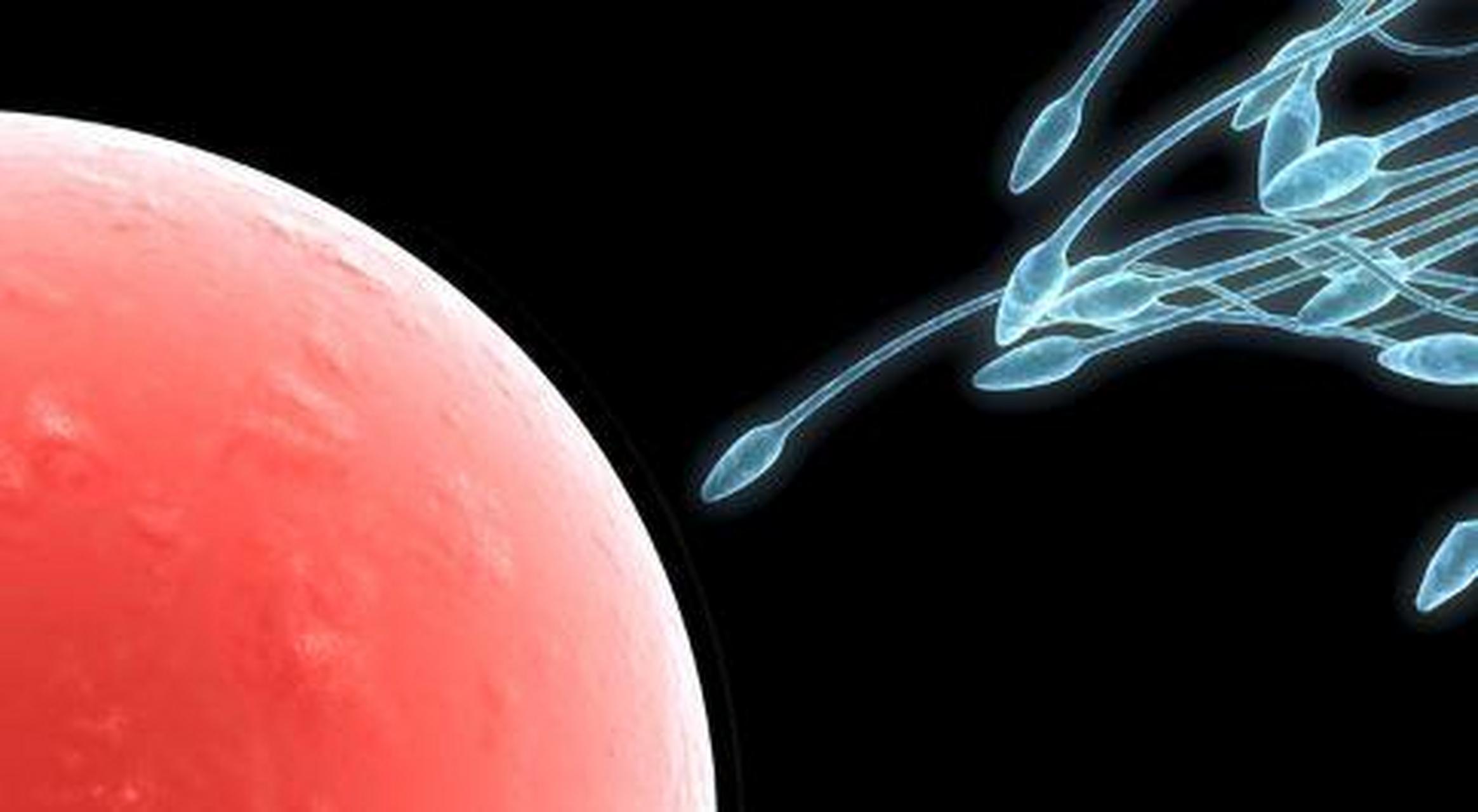 卵子和精子结合的过程 精子和卵子结合的过程: 一,精液射入到女性的