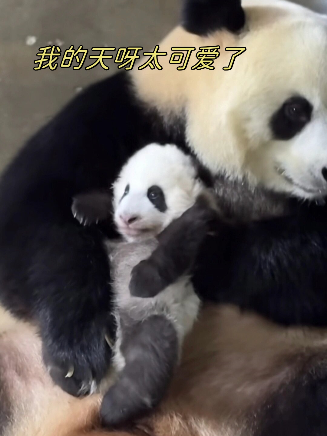 我的天呀太可爱了