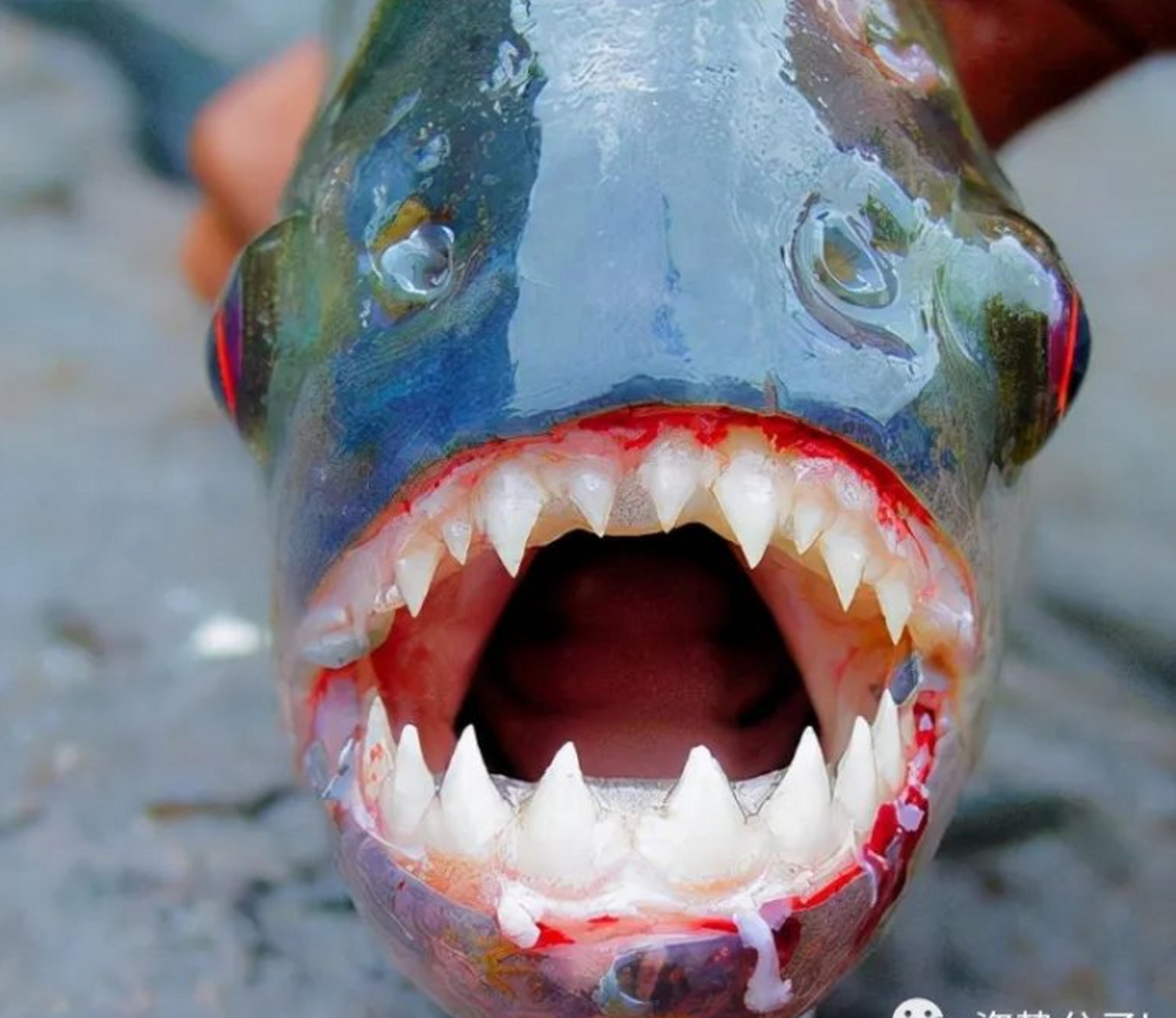 食人鱼的牙齿长这样,完全就是一把锯啊,看着就让人胆寒