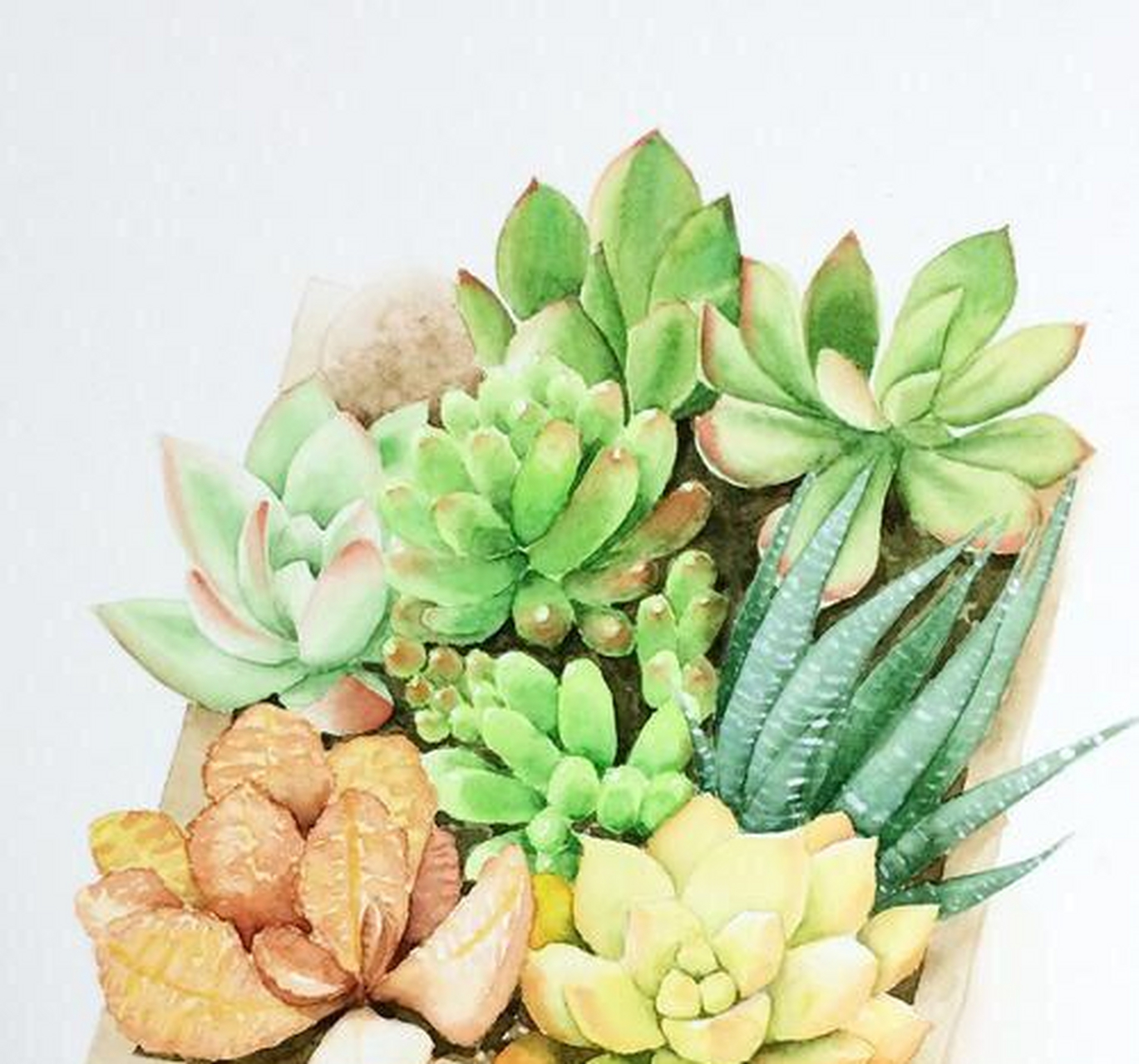 水彩手绘多肉系列