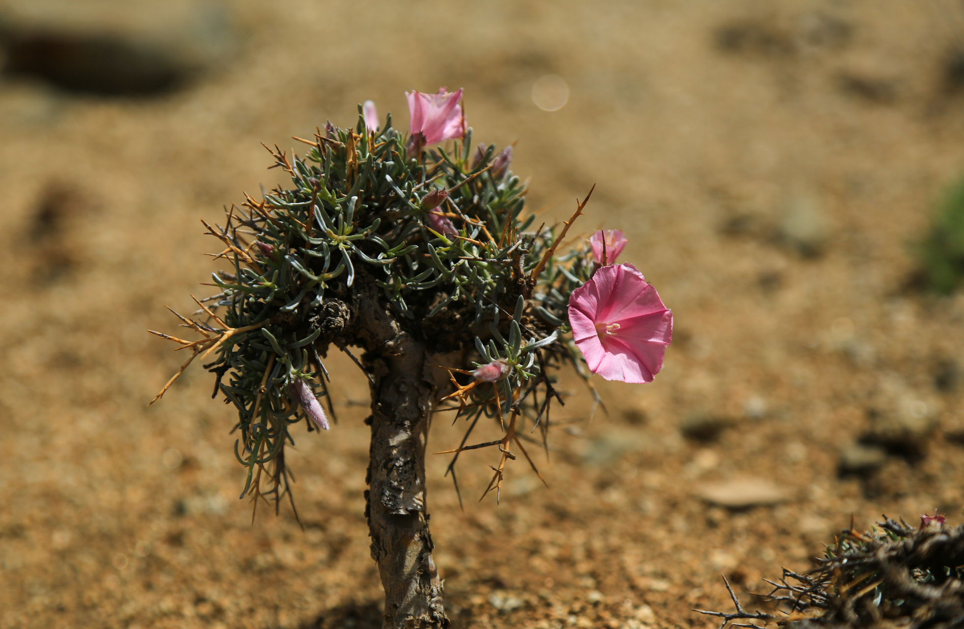 刺旋花,旋花科,旋花属匍匐有刺亚灌木,茎密集,披散垫状;小枝有刺,坚硬