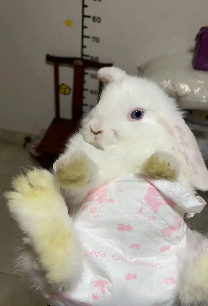 都说兔兔没有肉垫,我这才发现,真的没有