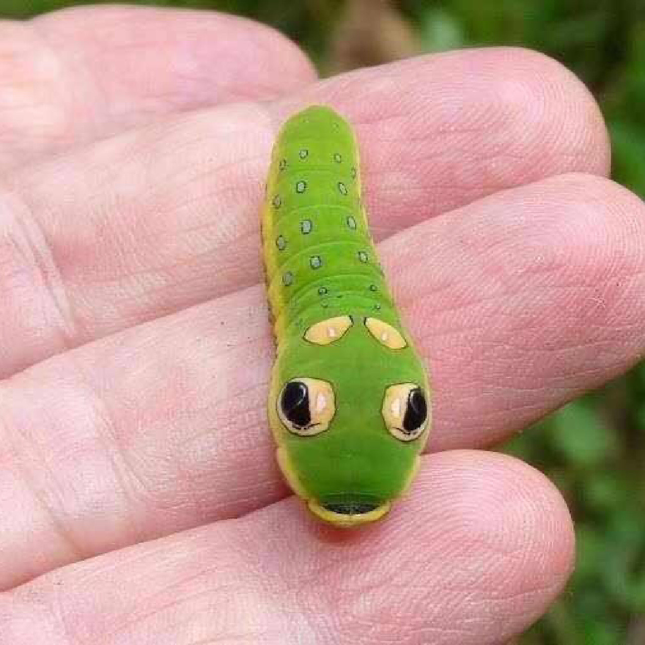 生物名:银月豹凤蝶幼虫 外文名:papilio troilus 介绍:这种蝴蝶最让人