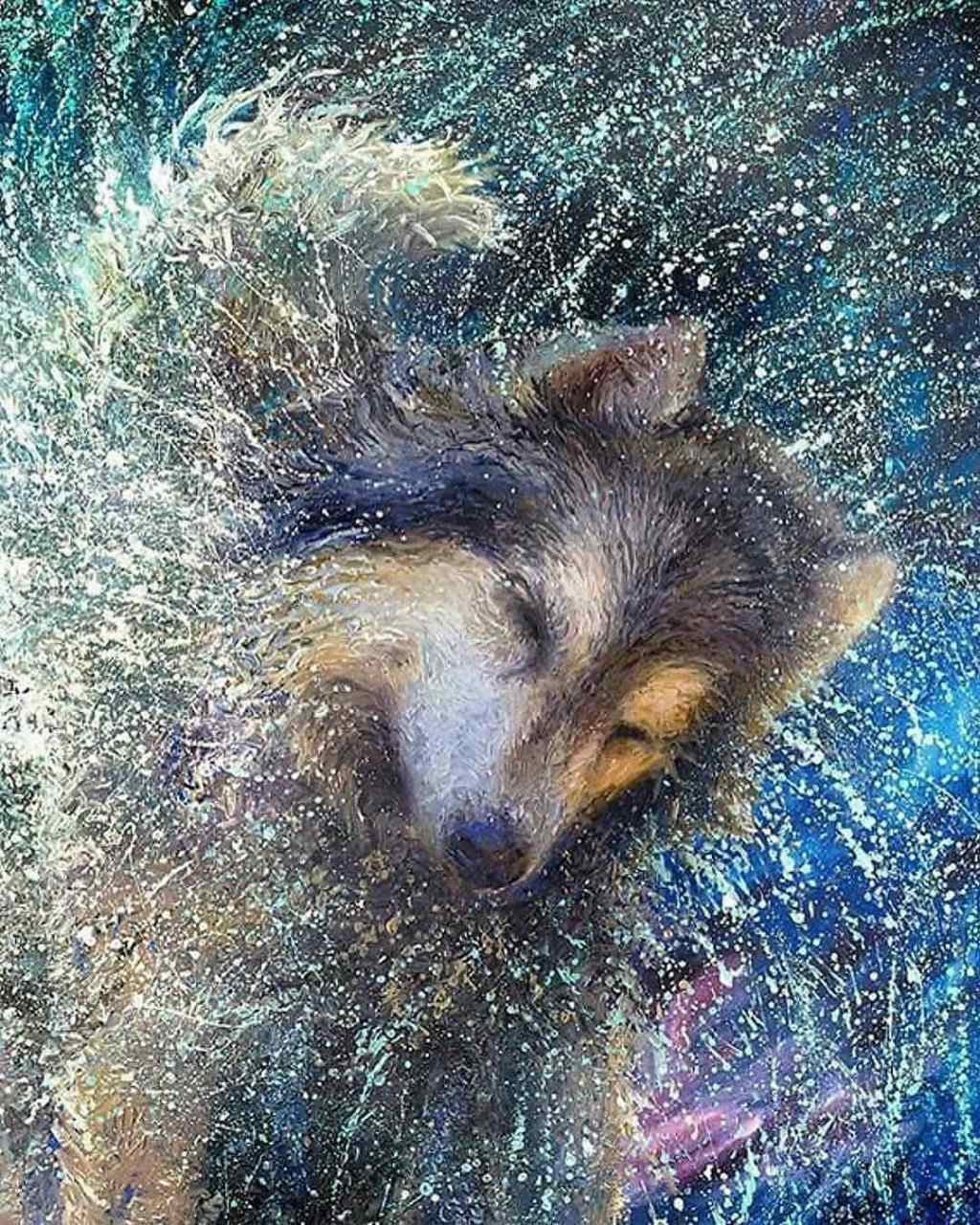 高速镜头下狗狗甩动身上水滴的瞬间,通过艺术的表达方式,让画面的视觉