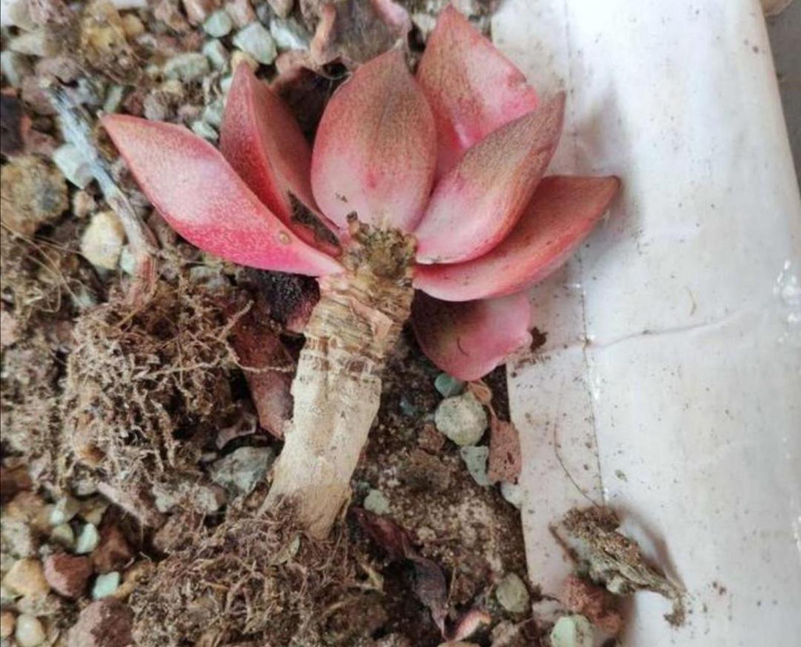 多肉植物黑腐病多发生在高温高湿的环境中,更容易感染细菌引起黑腐病