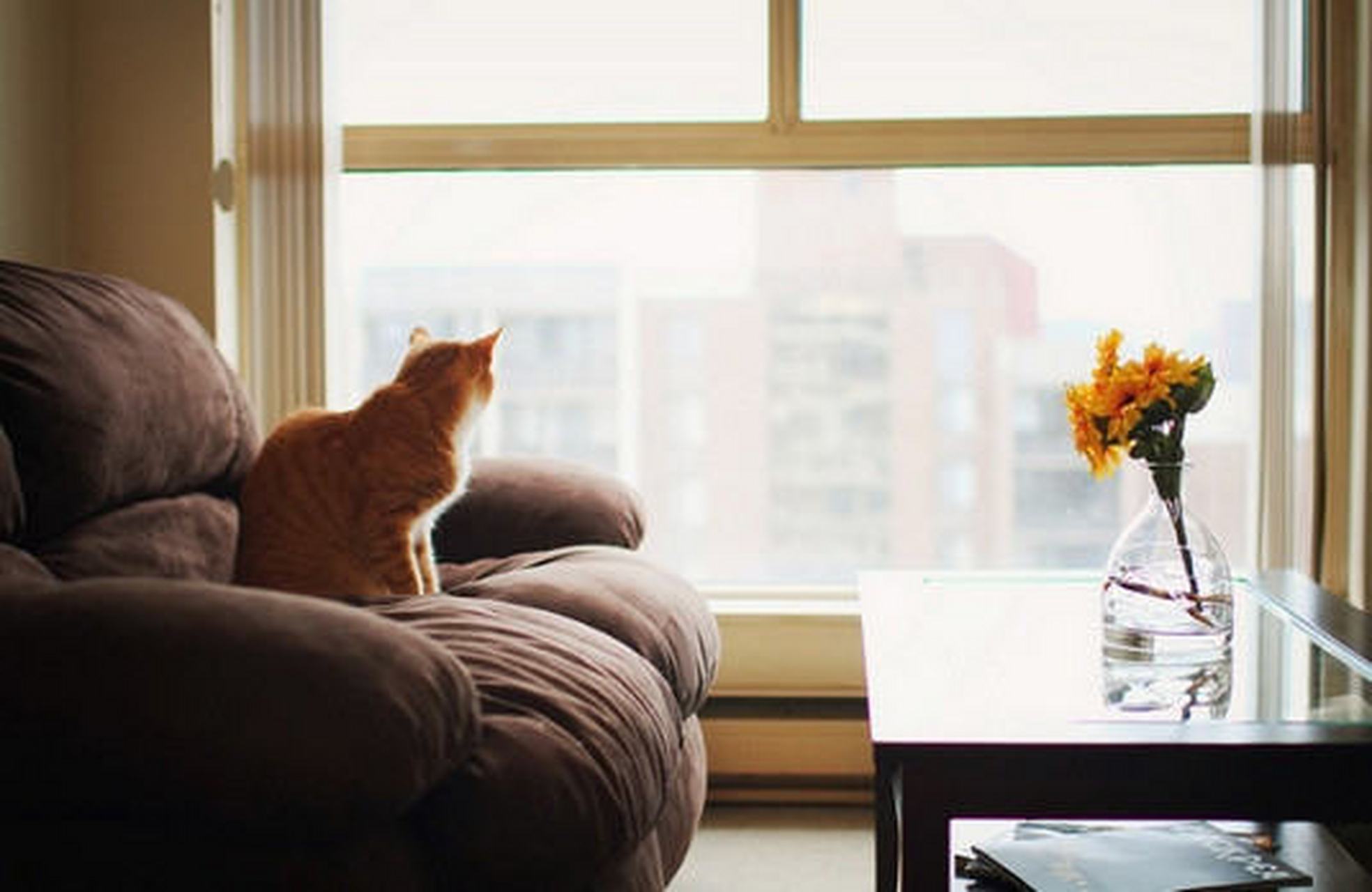 别人周末可以出去玩,你周末只有在家里呆着,因为你要陪猫.