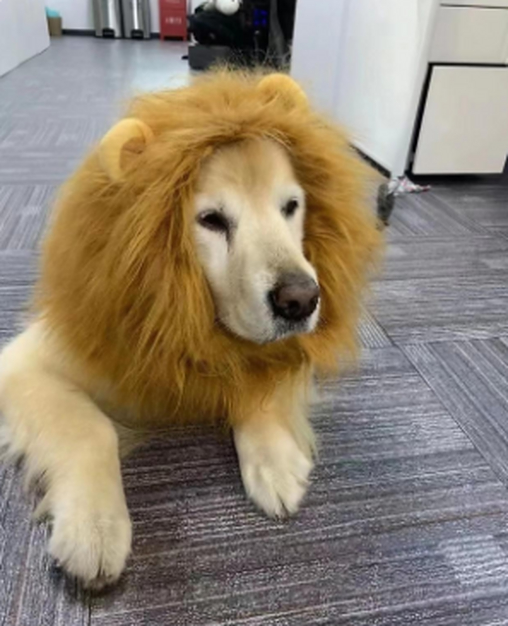 这狮子怎么狗里狗气的 网友:金毛狮王