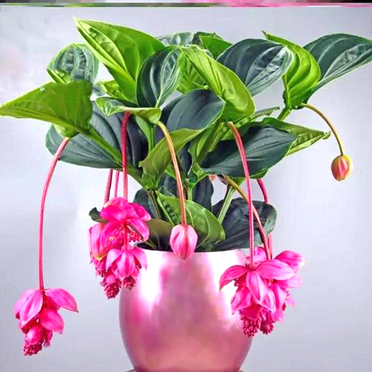 盆栽 珍珠宝莲花 养殖方法?