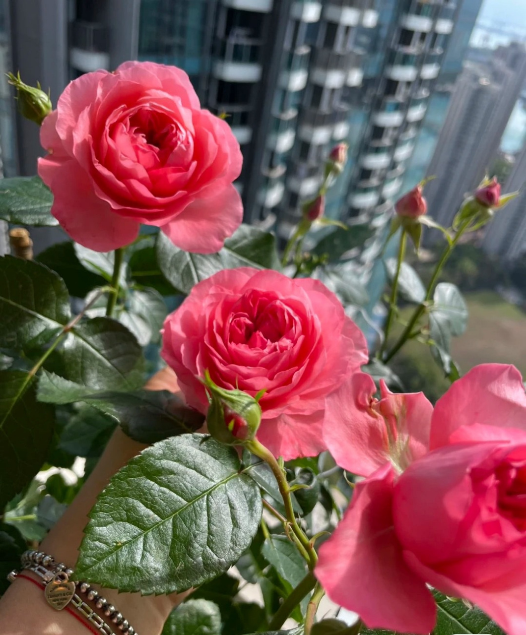 一款适合阳台养的微型月季花——红色果汁阳台,也叫红果汁,我觉得可以