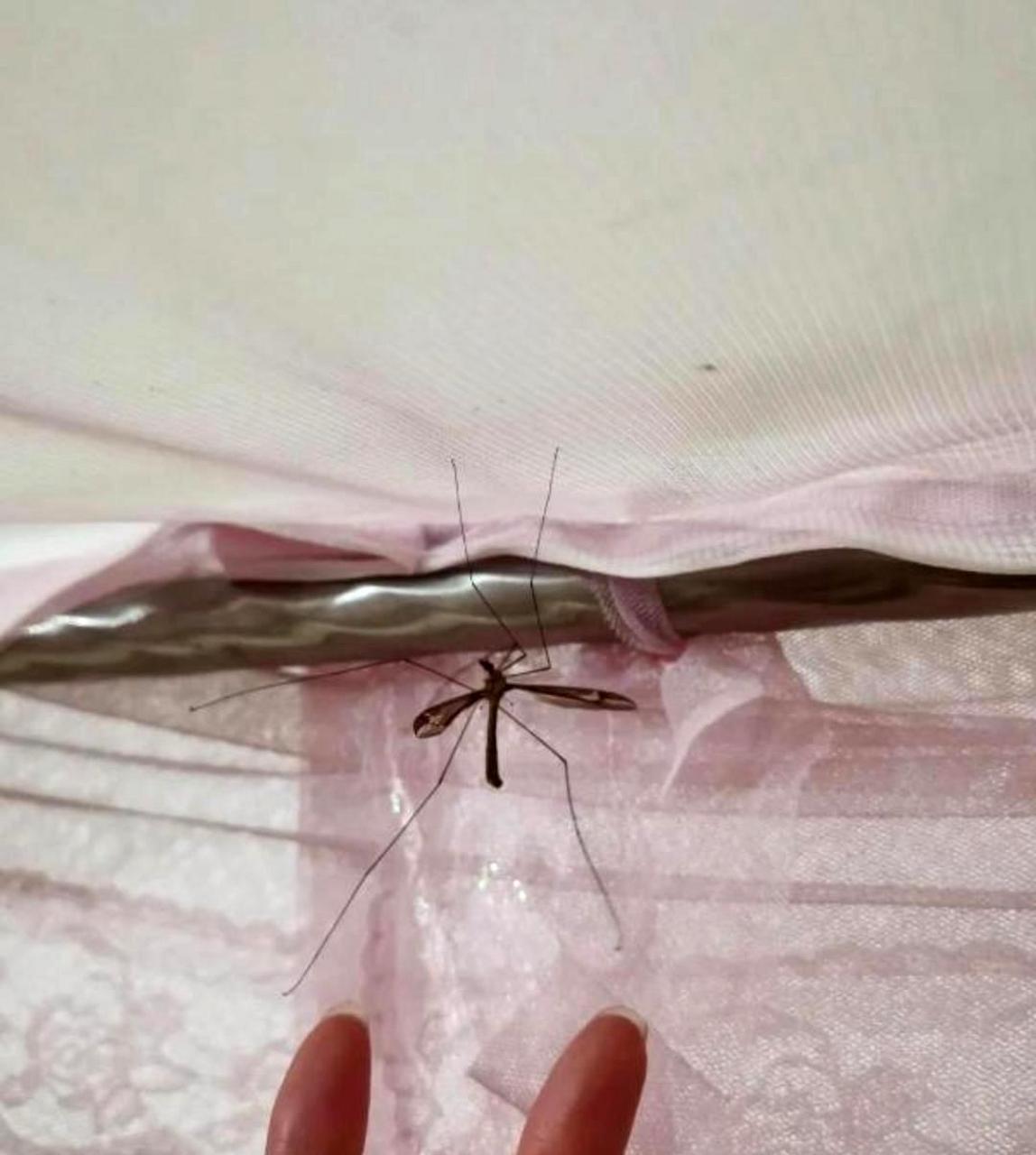 或许北方的朋友们从未见过如此巨大的蚊子,它们就像是小型飞机一样.