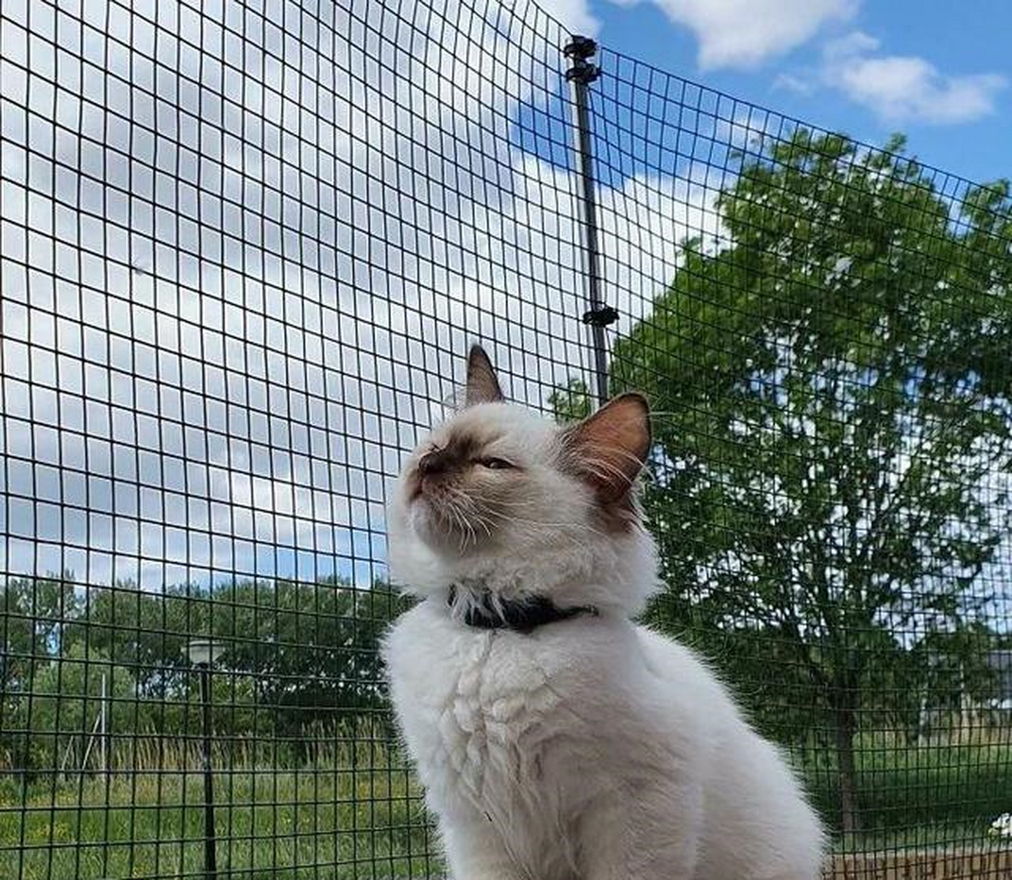 那些特别像模特的猫咪,神气极了
