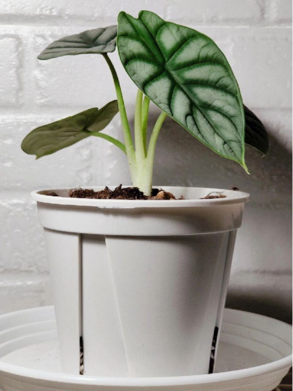 每天认识一种绿植:"宁静致远"白犀牛海芋 91名称:白犀牛海芋 00