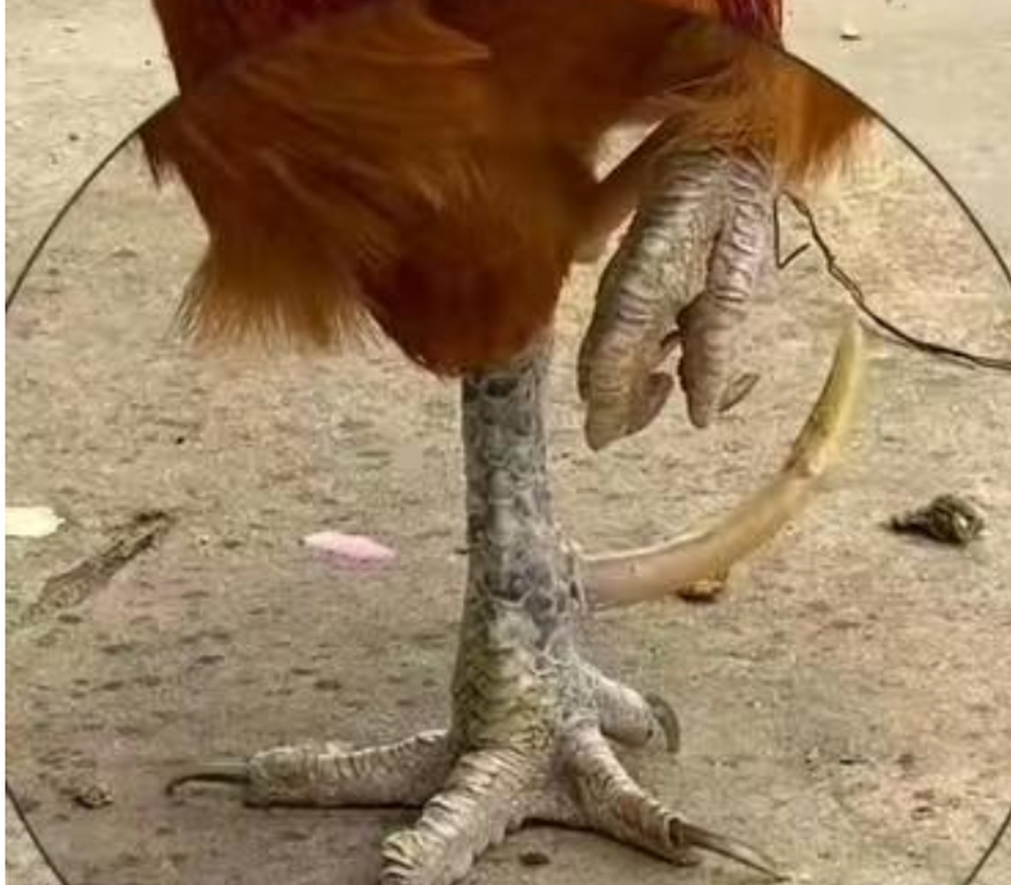 家养的公鸡,这样鸡爪还能吃吗?