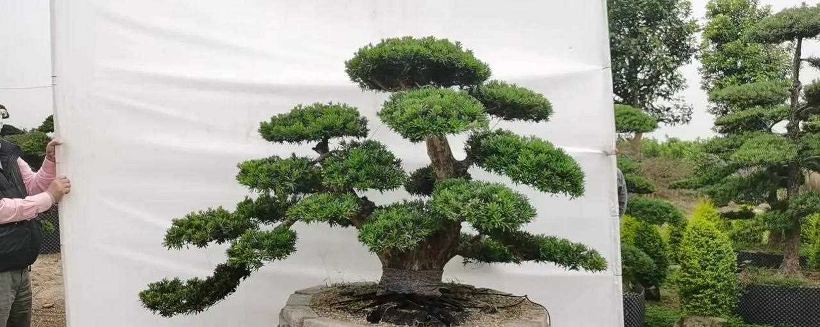 精品贵妃老桩罗汉松[发怒]