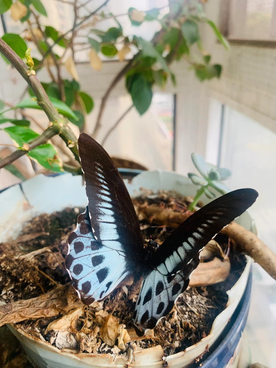 吃牛粪的蓝裙美凤蝶来了  好想有机会去看看实物