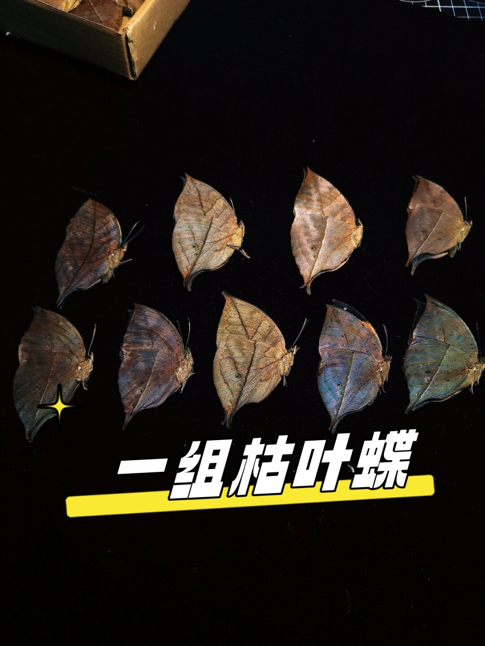 一组枯叶蝶  一组精美的枯叶蝶标本,它们身披着各种形态的枯叶图案