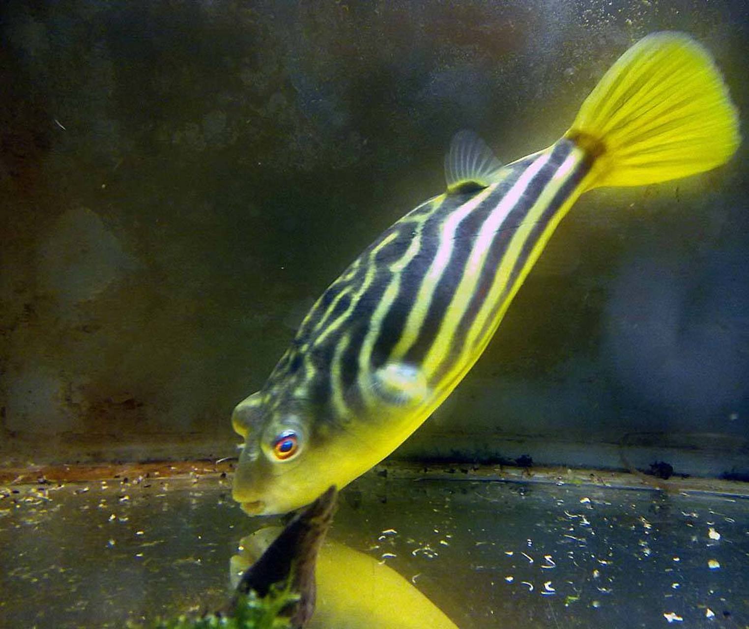 斑马狗头鱼# 阿拉伯鲀(tetraodon lineatus)又称斑马狗头,为鲀形目