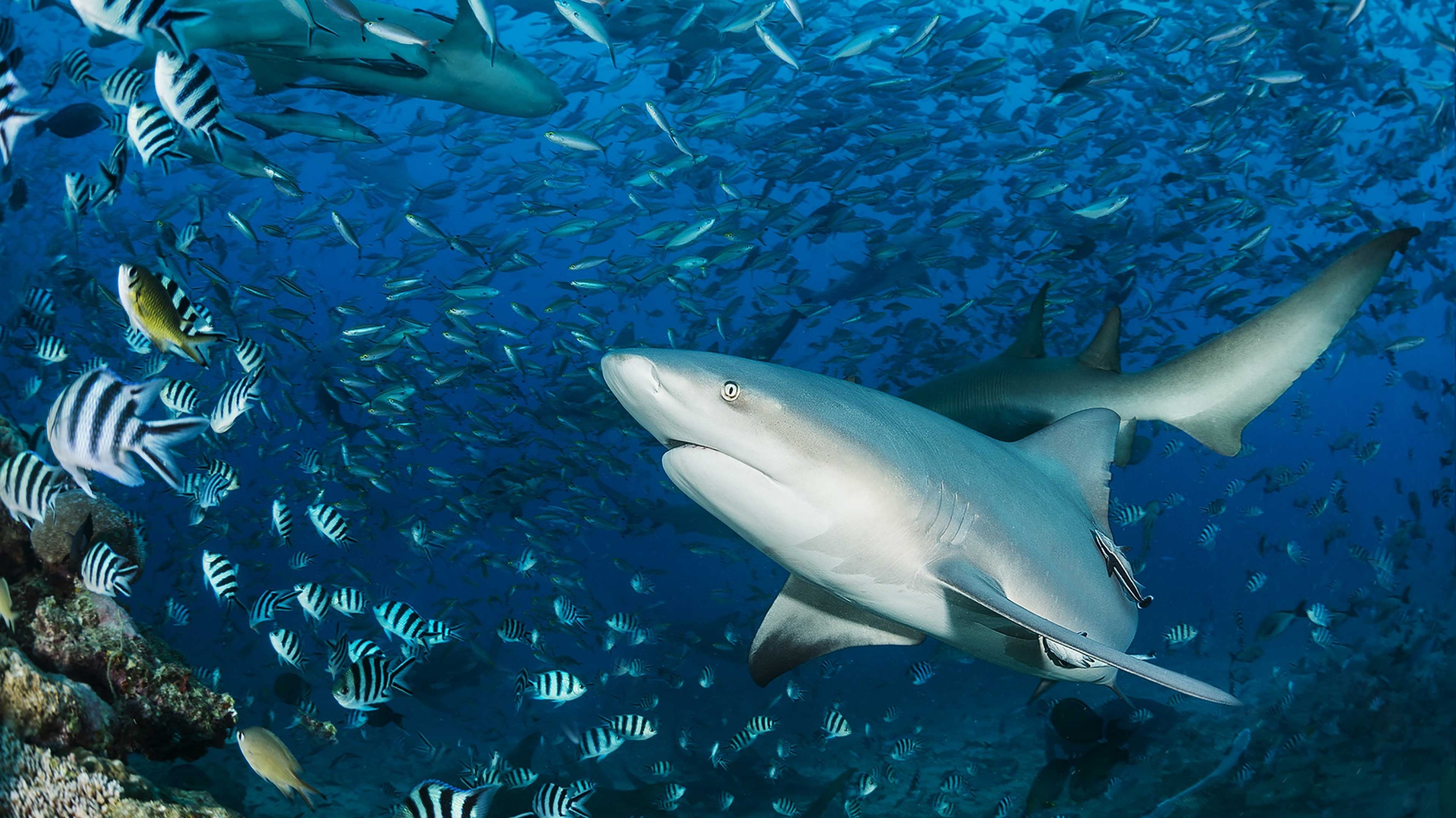 深海里的凶猛大鲨鱼#鲨鱼#  #海洋生物