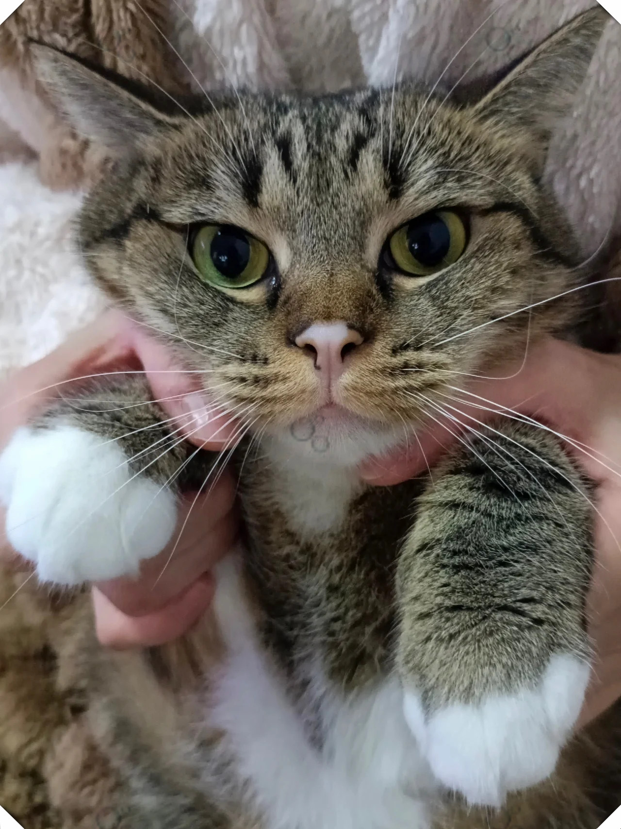 大胖喵  它敏锐的触觉和猫眼般的视角真的无时无刻不被她萌到同时