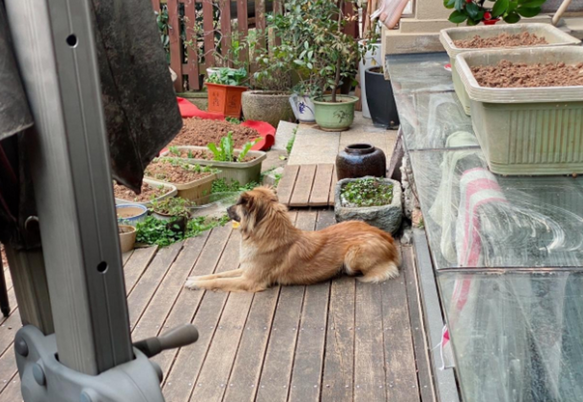 别人家的狗看家护院,我家的狗想看护小区