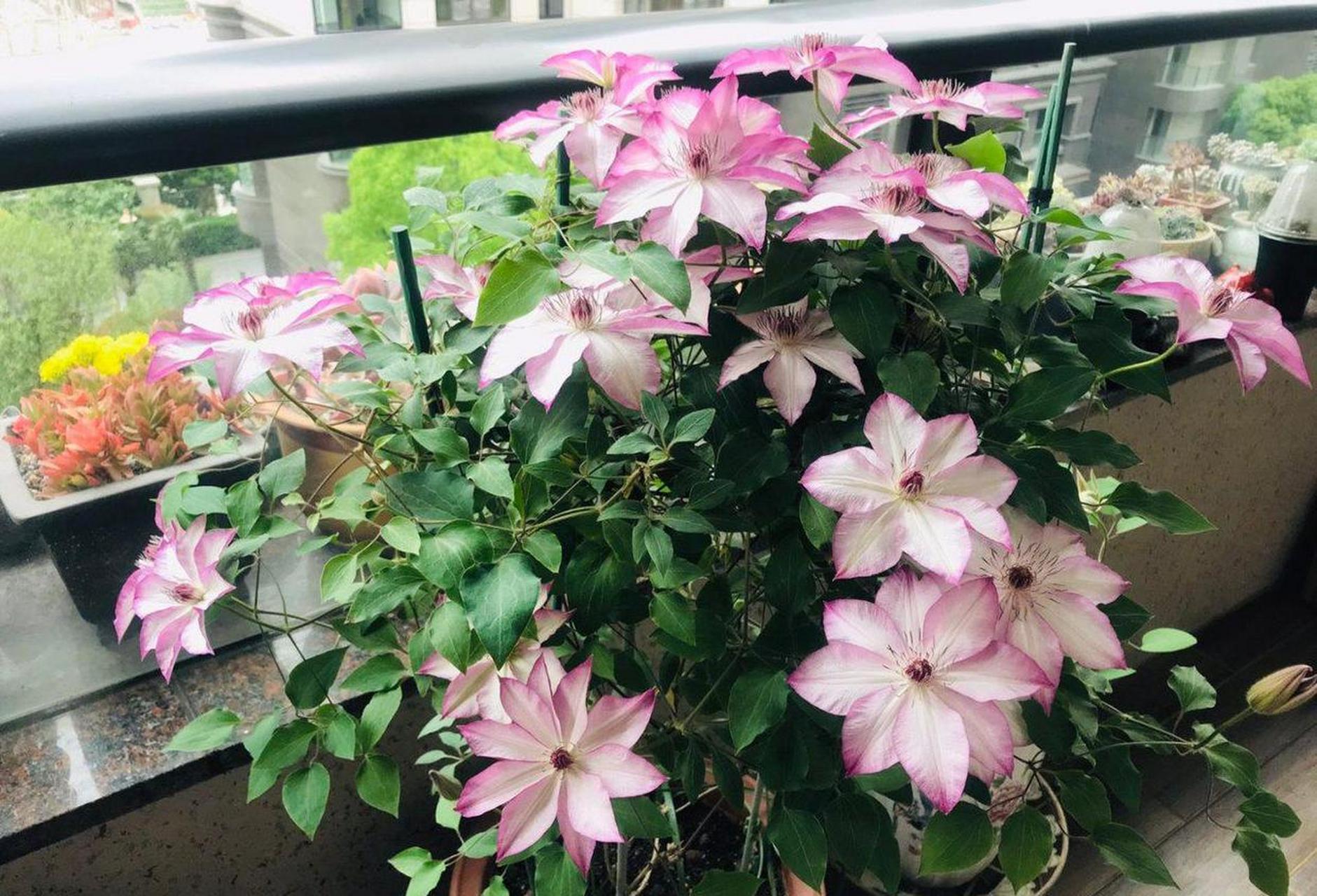 养一棵铁线莲"面白"吧,花量巨大,花大色美,在阳光下闪闪发亮,波光粼粼