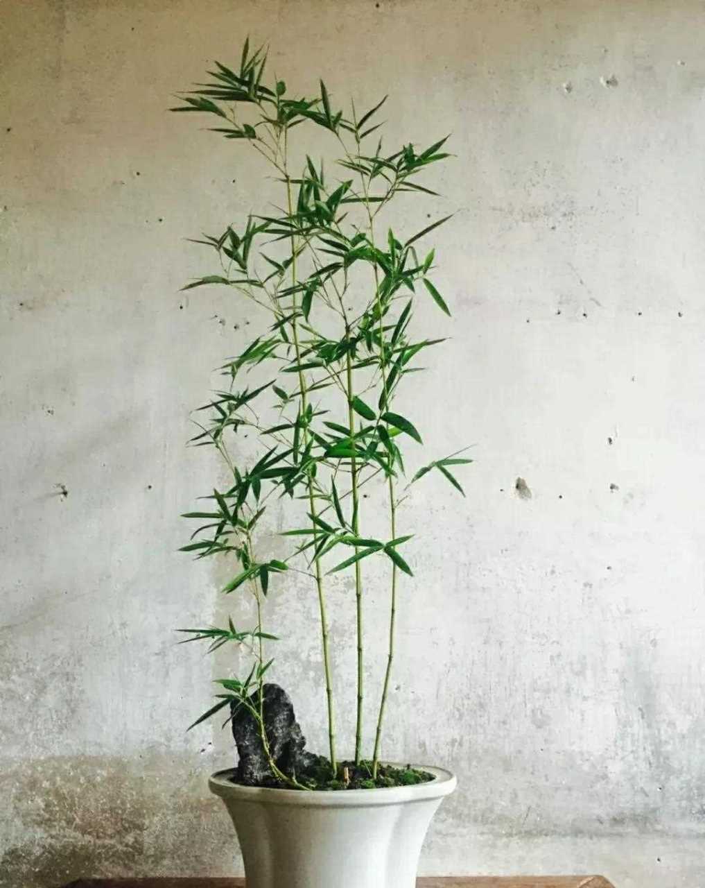 家有翠竹  赏心悦目  竹盆景佳作欣赏