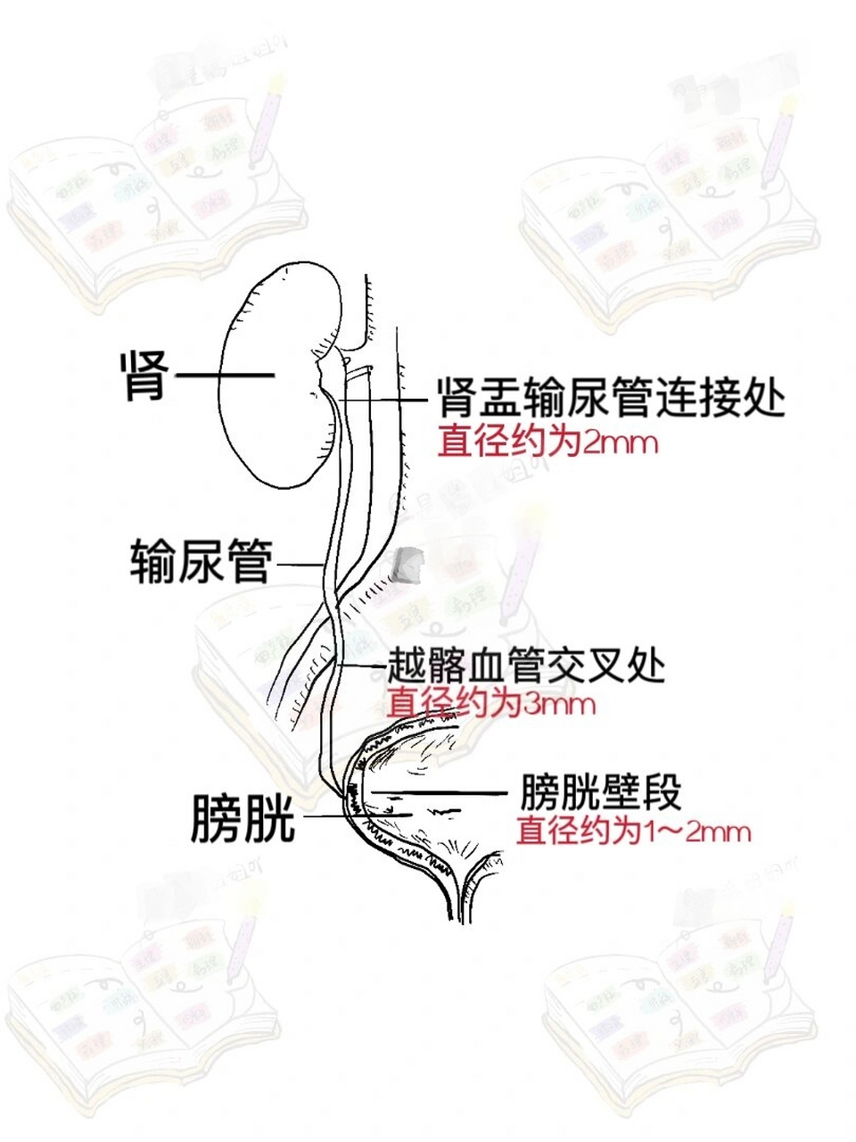 男性输尿管三处狭窄是解剖学中的重点知识  包括起始处,跨越骨盆入口