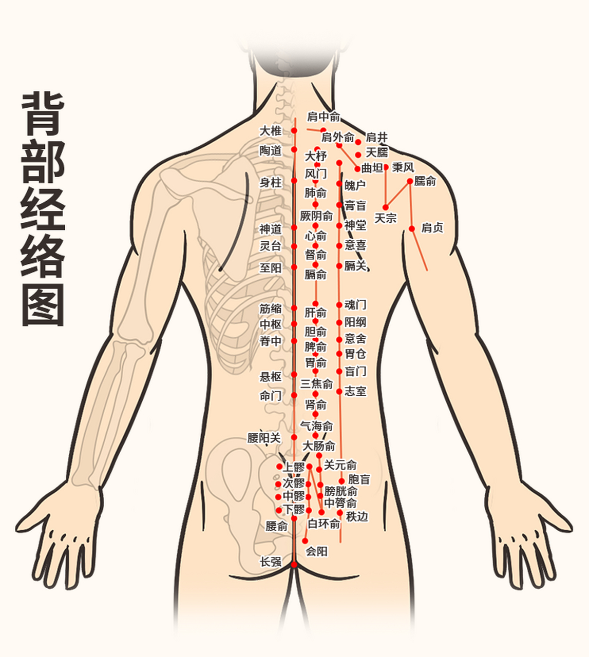 背部经络图 [微笑] 概述 人体有十二条经脉以及奇经八脉,其中经过背部
