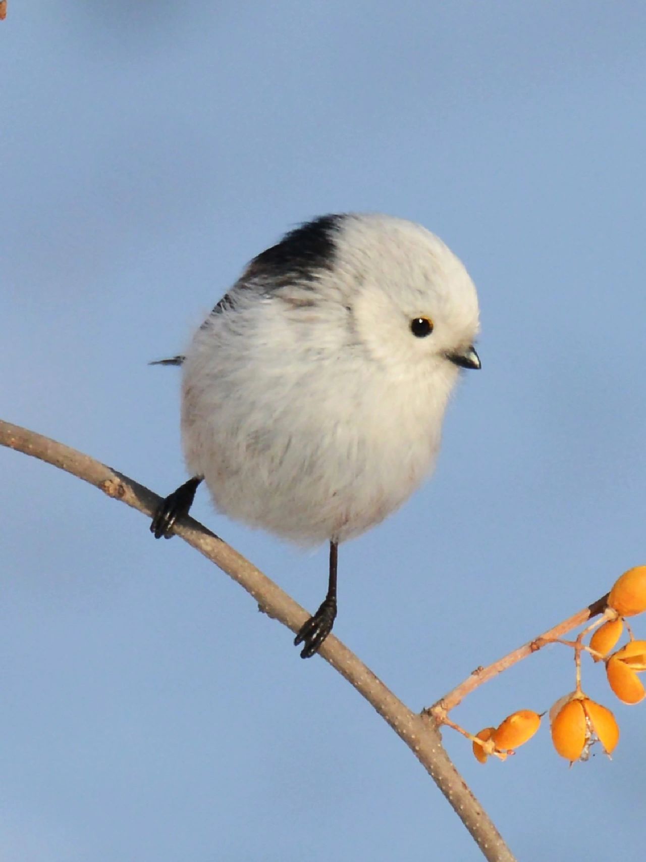 自带耳机的"小肥啾"|北长尾山雀  当我们谈论"小肥啾"时,可能很容易让