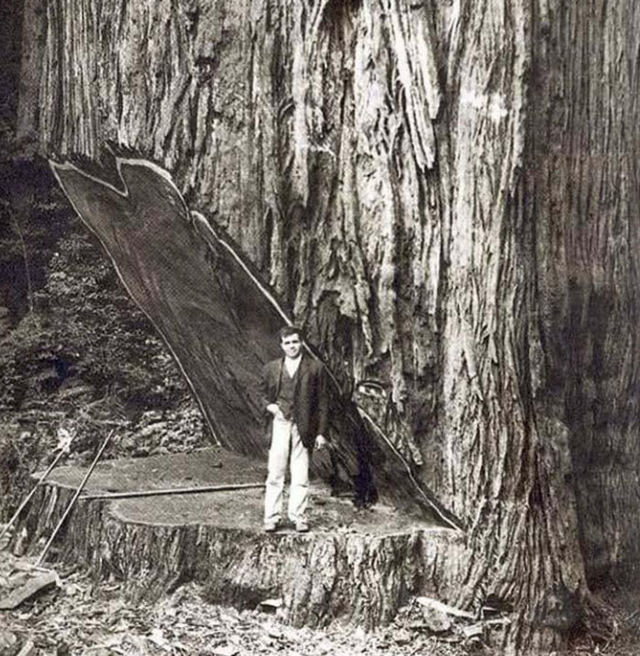 一棵将被砍倒的巨型红杉木!