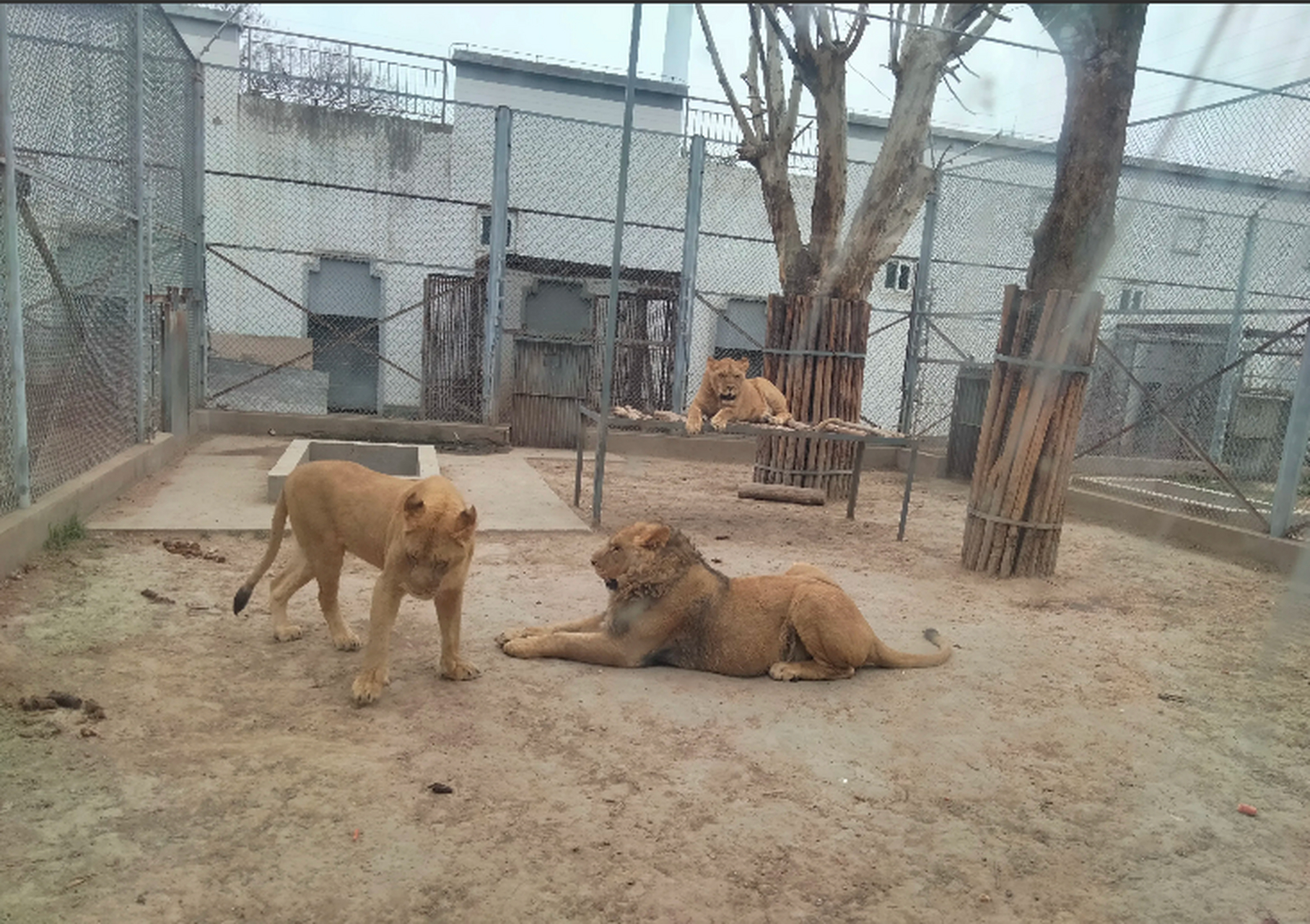 以前只是听说平顶山动物园没什么可看的,对不起门票钱.