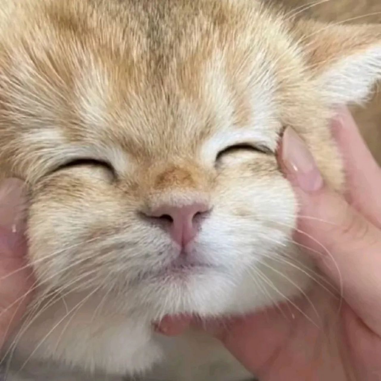 猫咪头像,好治愈!  "断线的风筝可能更喜欢云层."#宝藏作者创作企划2