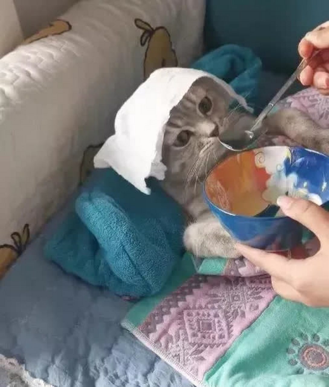 武大郎喝药那场小猫配合得很好,表情毫无生气[得意]