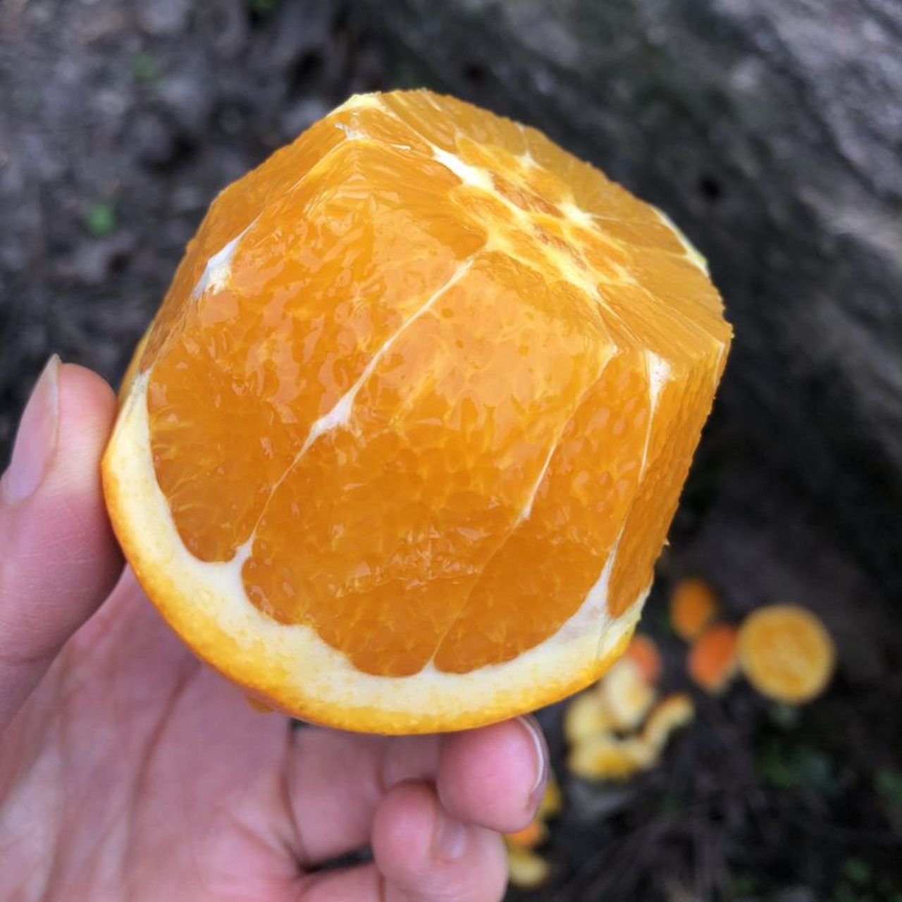 【年华专享】正宗伦晚脐橙秭归长江三峡鲜橙现摘现发5斤9斤包邮  92