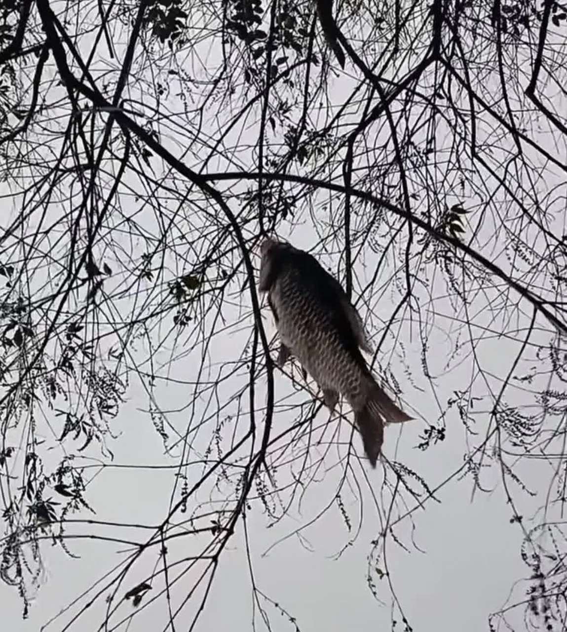 冬天,我终于钓到一条鱼,挂在树上![大笑][开心]#搞笑