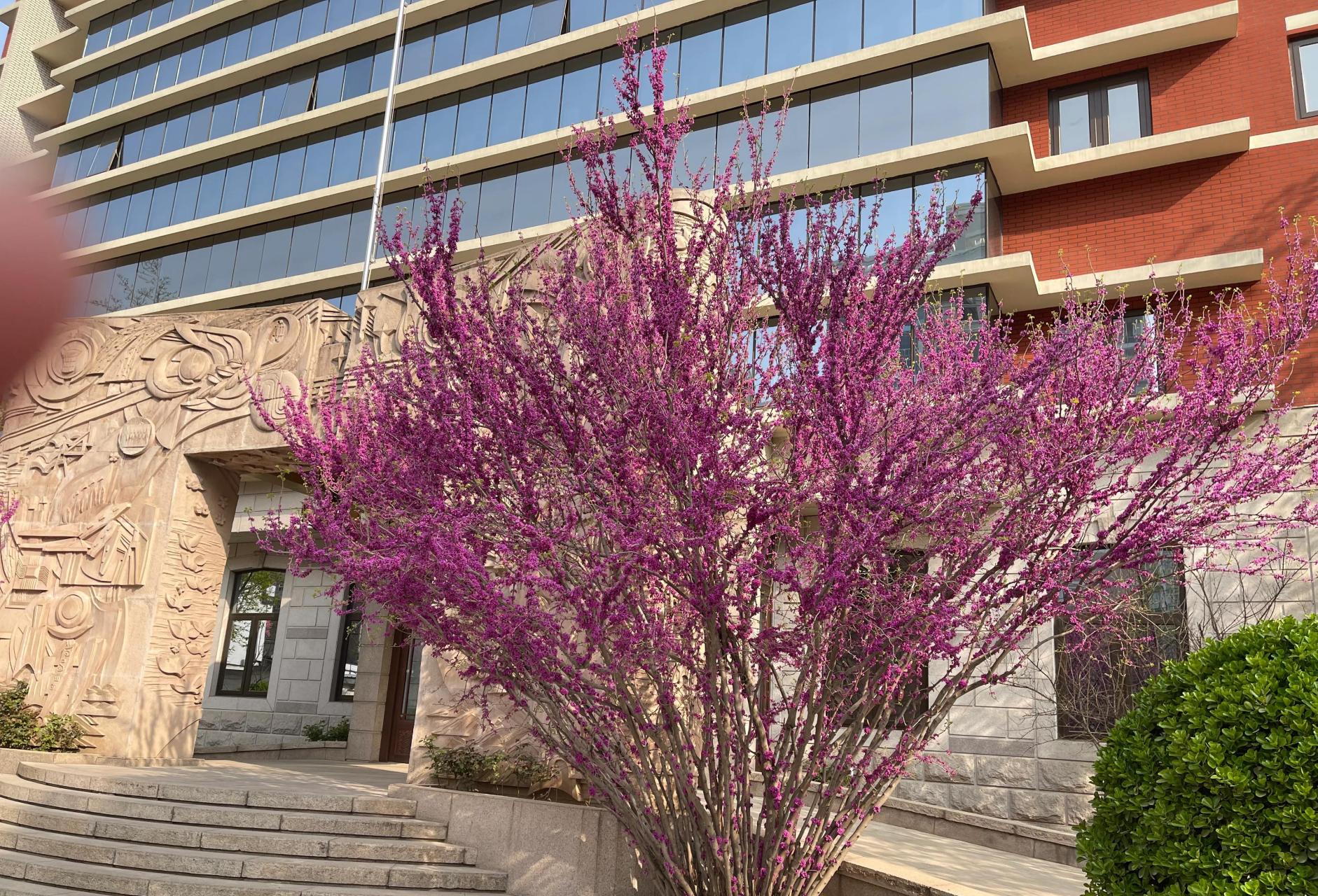 今天来清华大学补课,清华大学校园里的紫荆花开了,再拼搏两个月就毕业
