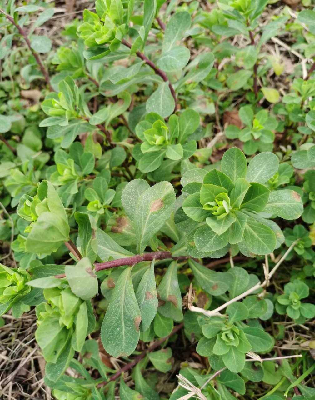 有把这种植物叫"毒草"的吗?