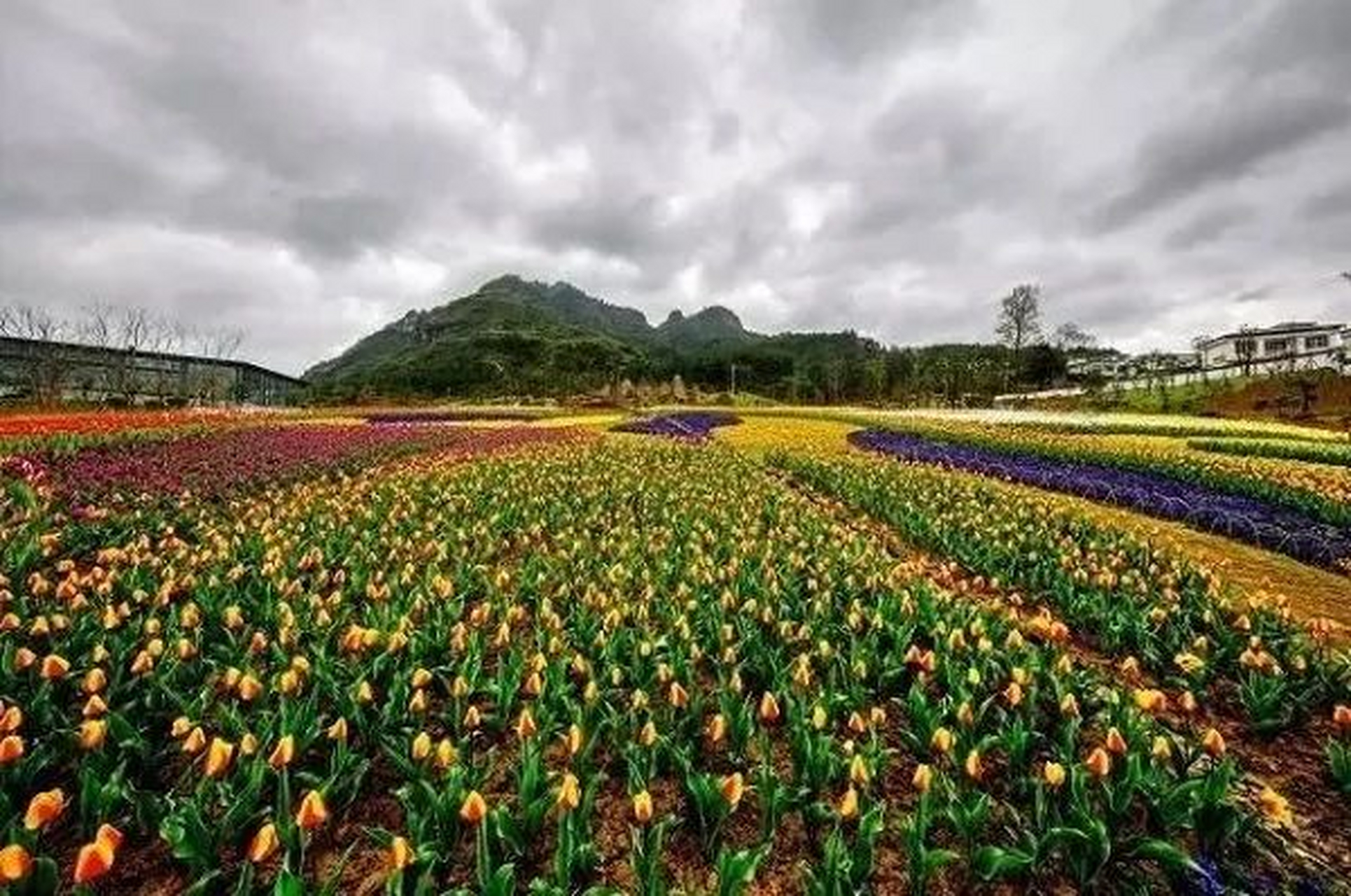 【#花漾中國多彩貴州#丨銅仁百花渡景區】百花渡花海由三角梅園,玫瑰