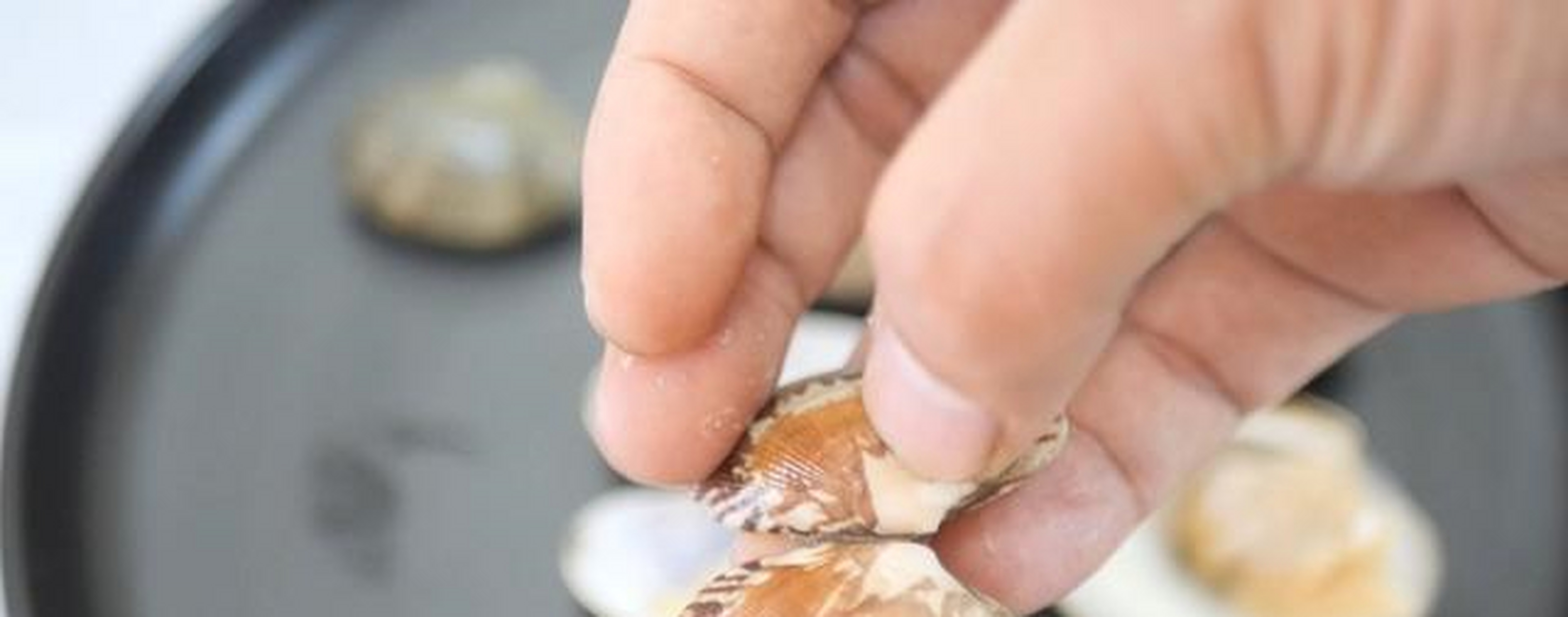 花蛤不叫花蛤,而是叫花甲,花蛤的学名又叫作菲律宾帘蛤,菲律宾蛤仔