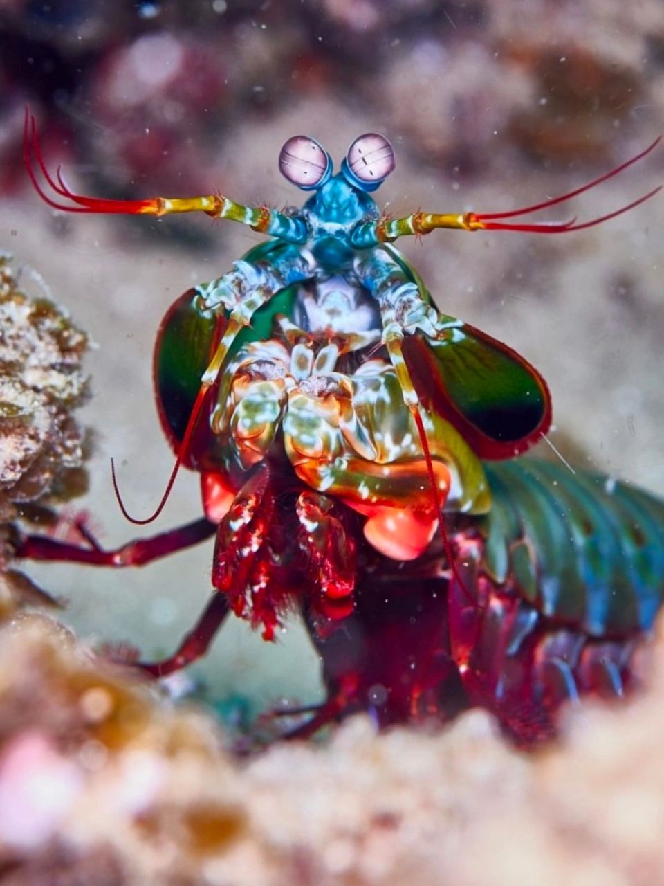 漂亮凶悍的海洋拳王 雀尾螳螂虾 学名:odontodactylus scyllarus 英语